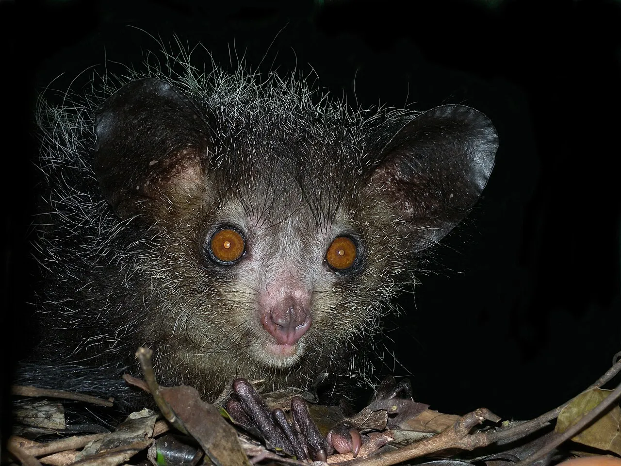 A picture of Aye-aye (Daubentonia madagascariensis), of the family Daubentoniidae.