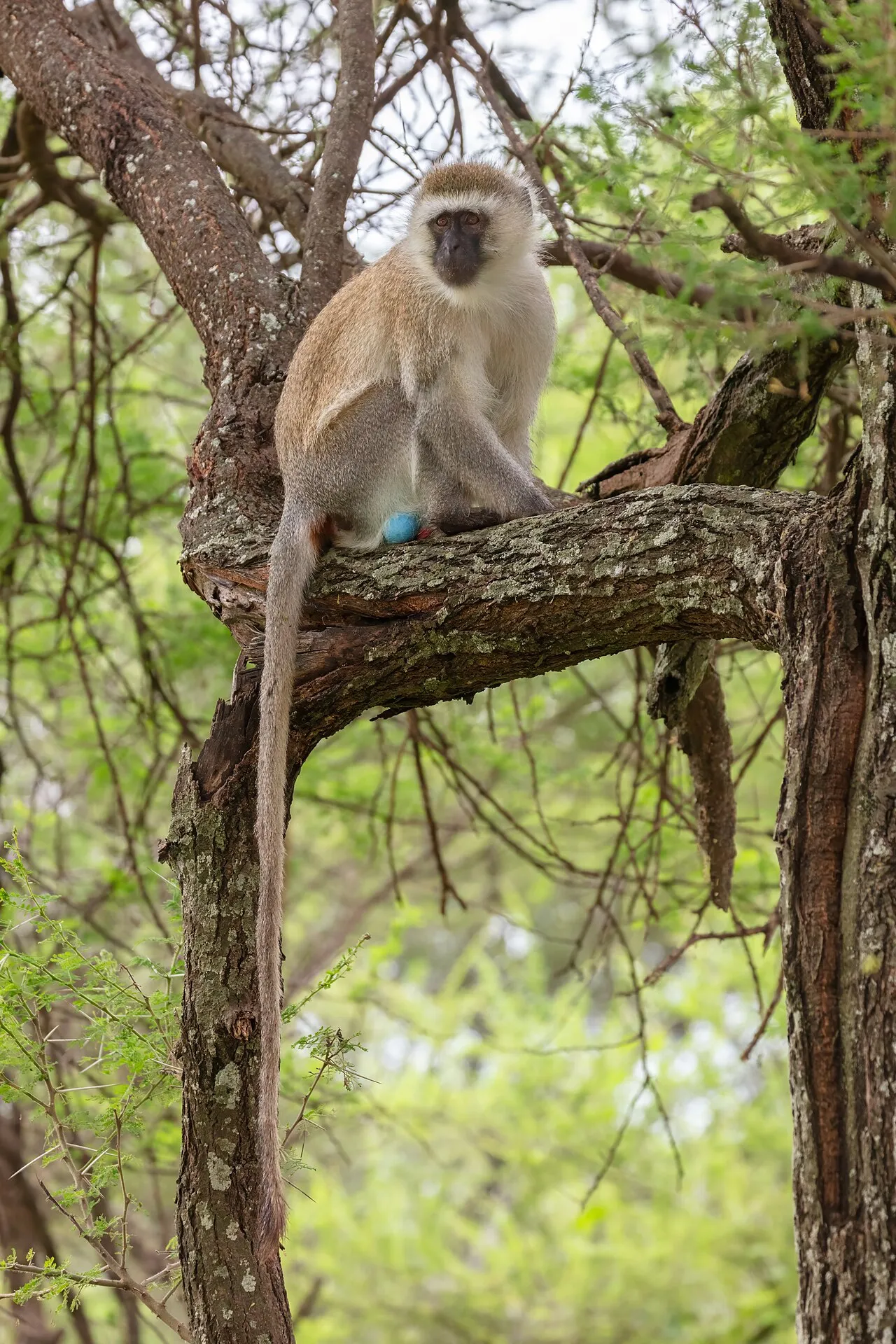 A picture of Vervet Monkey (Chlorocebus pygerythrus), of the family Cercopithecidae.