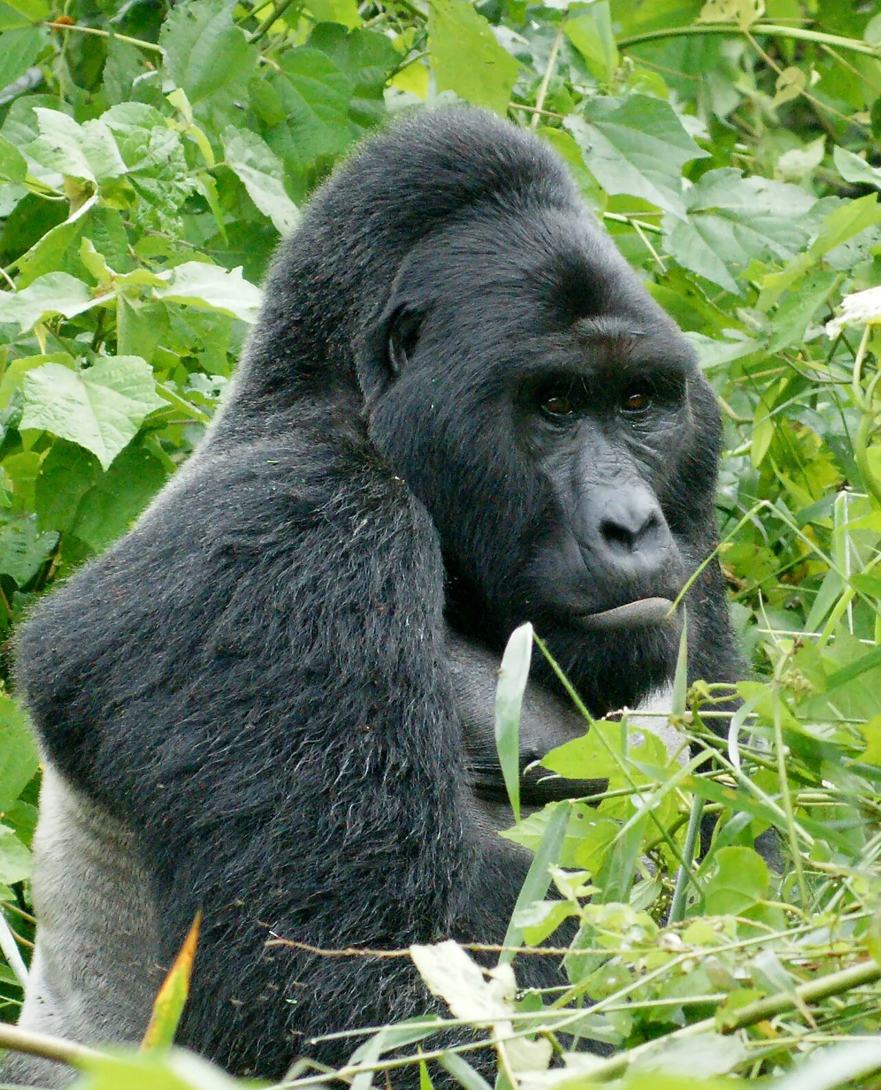 A picture of Eastern Gorilla (Gorilla beringei), of the family Hominidae.