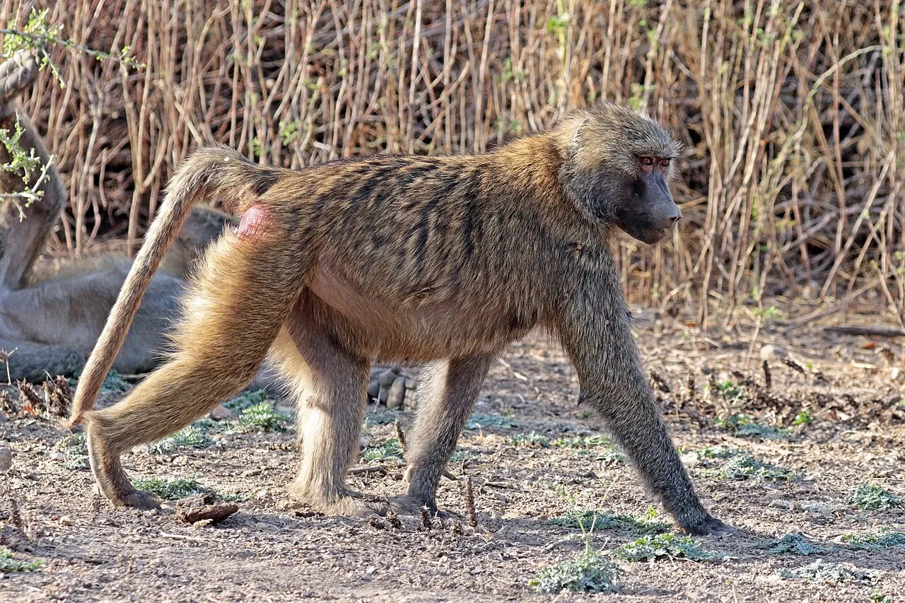 A picture of Hamadryas Baboon (Papio hamadryas), of the family Cercopithecidae.