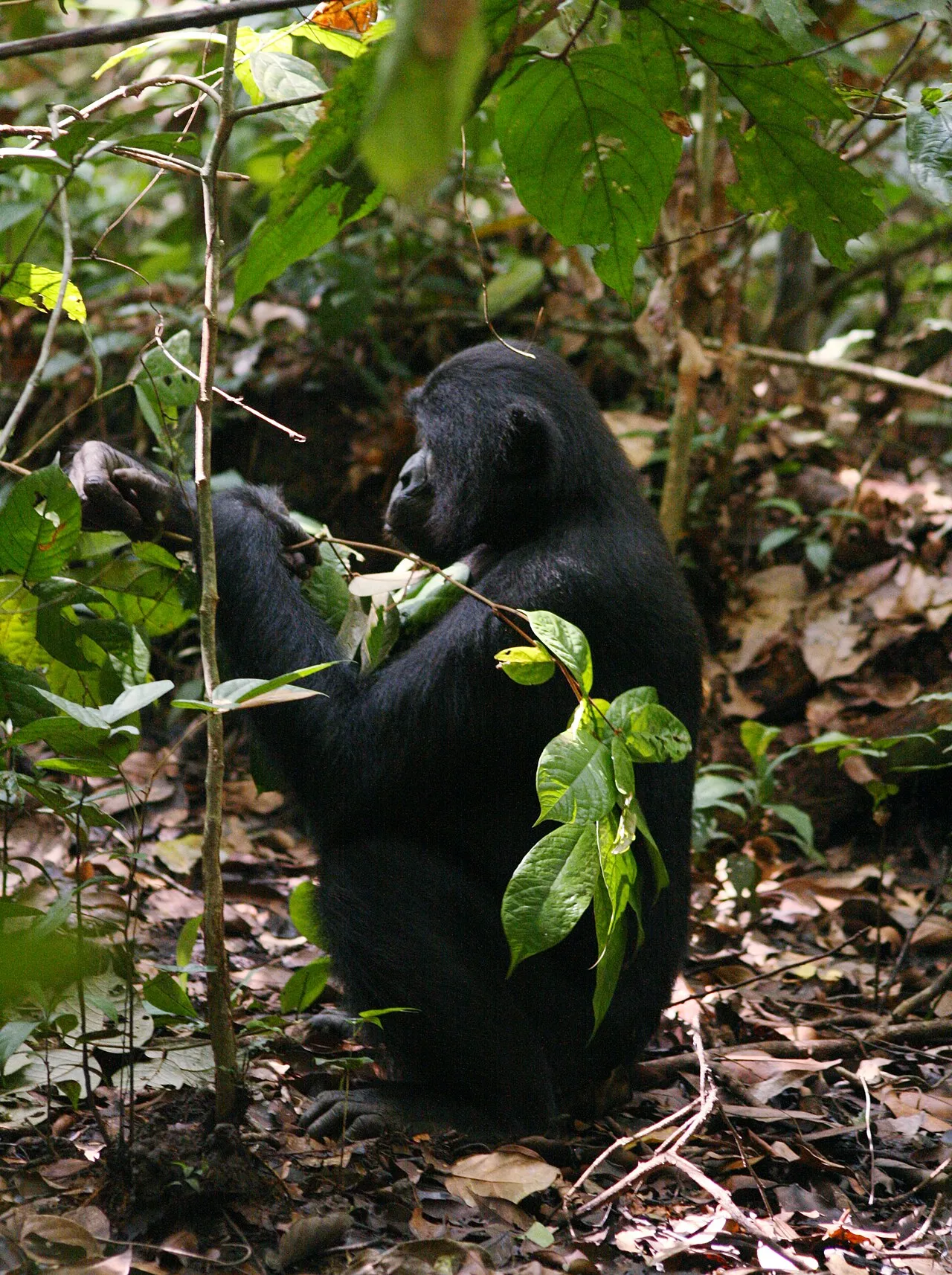 A wild bonobo sits on the forest floor at LuiKotale in the Democratic Republic of the Congo, pulling a leafy stem towards its mouth.