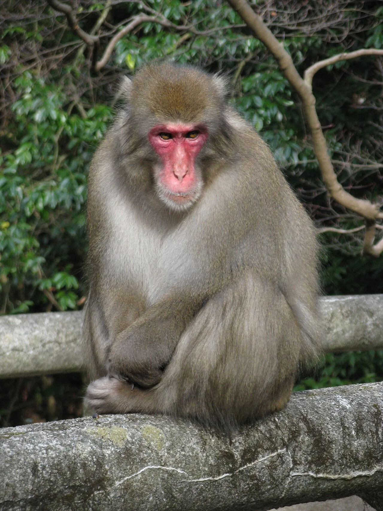 A picture of Japanese Macaque (Macaca fuscata), of the family Cercopithecidae.