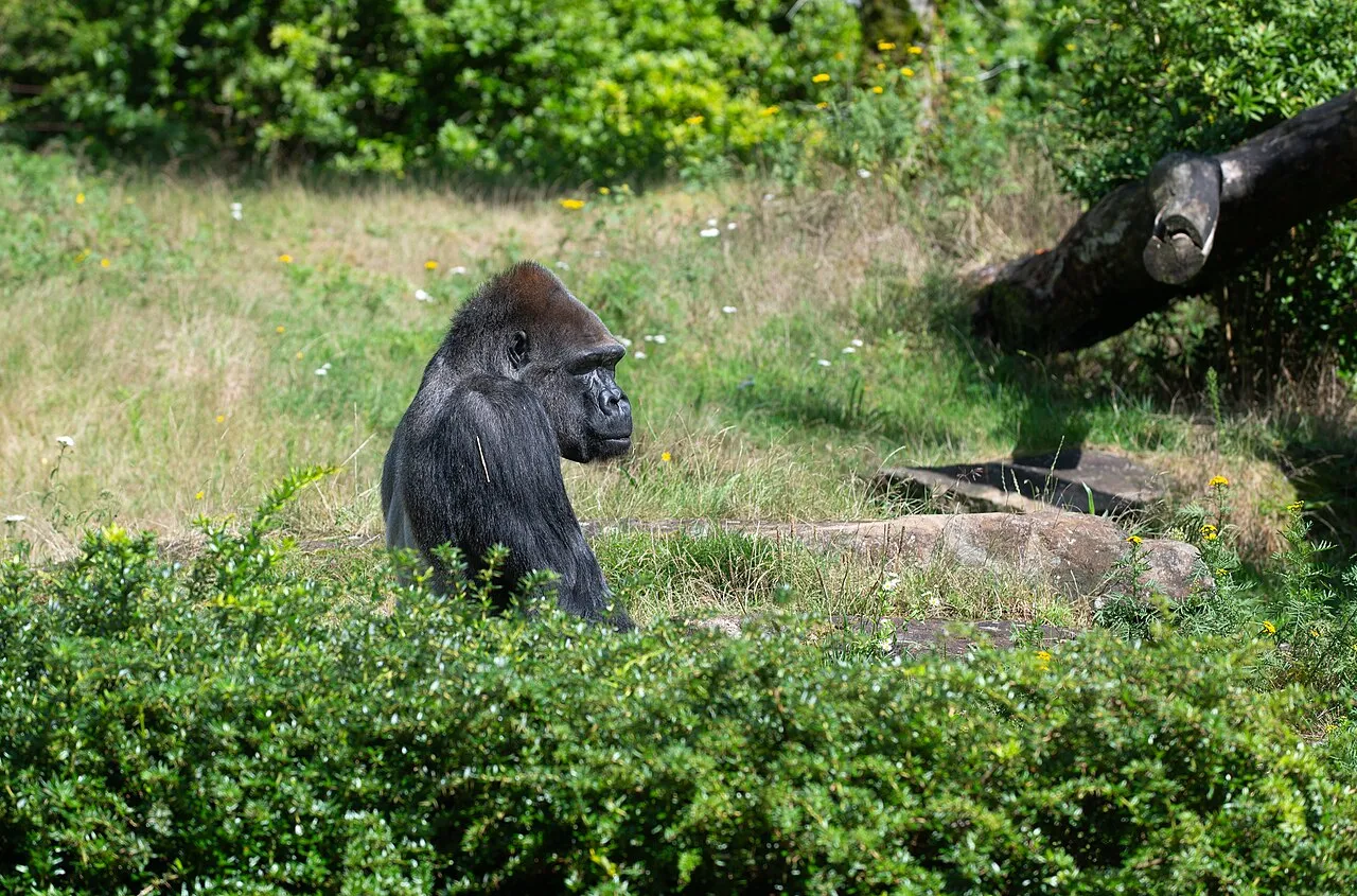 A male western lowland gorilla (Gorilla gorilla gorilla) sitting in grass, its brown crown visible.