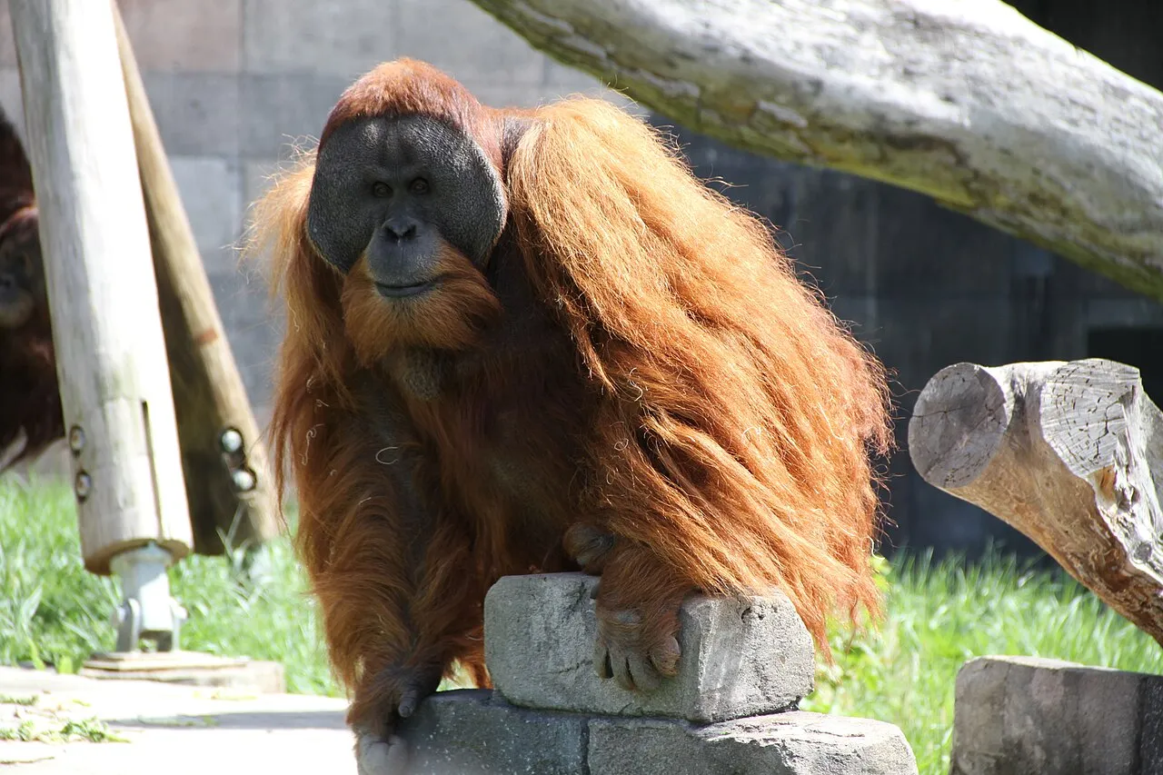 A picture of Sumatran Orangutan (Pongo abelii), of the family Hominidae.