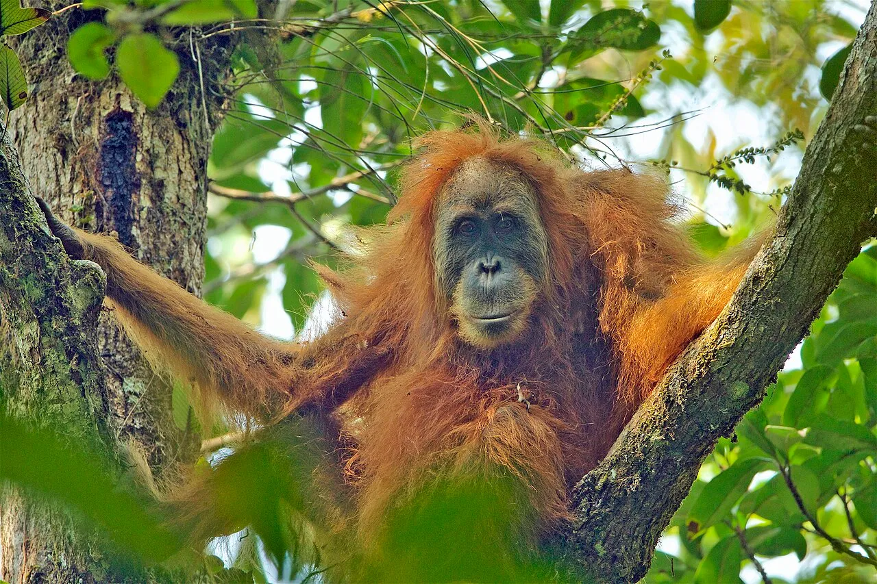 A picture of Tapanuli orangutan (Pongo tapanuliensis), of the family Hominidae.