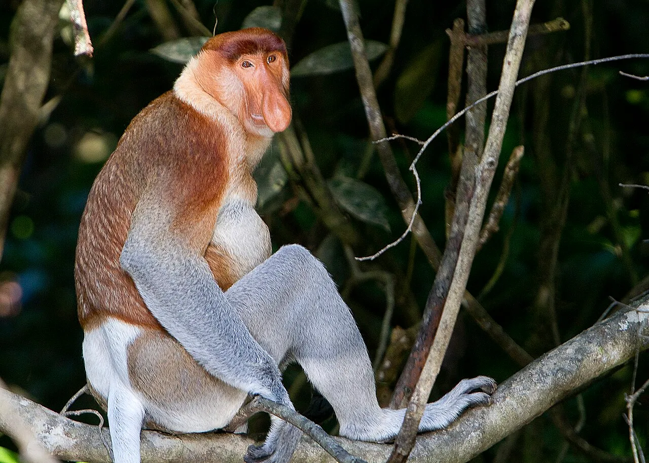 A picture of Proboscis Monkey (Nasalis larvatus), of the family Cercopithecidae.