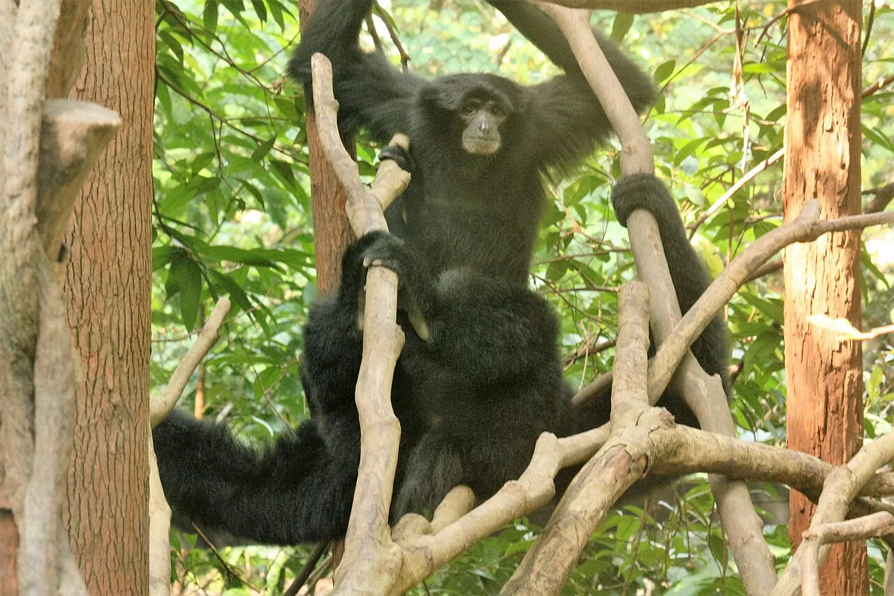 A picture of Siamang (Symphalangus syndactylus), of the family Hylobatidae.