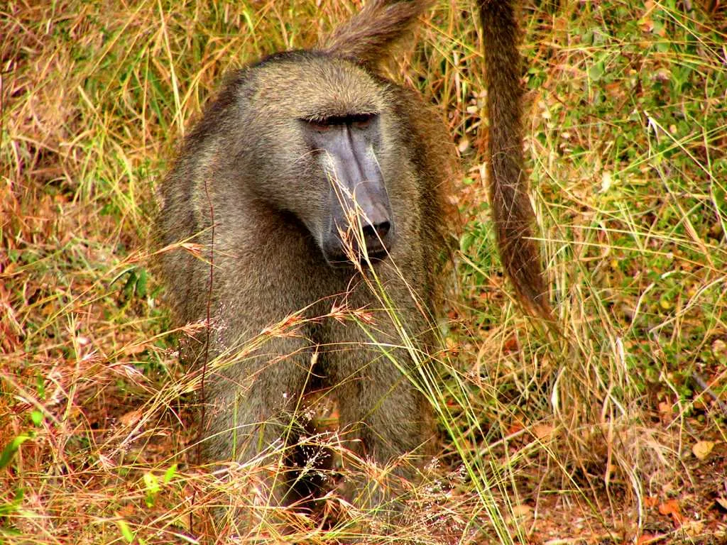 A picture of Chacma Baboon (Papio ursinus), of the family Cercopithecidae.