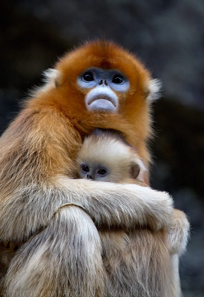 A picture of Golden Snub-nosed Monkey (Rhinopithecus roxellana), of the family Cercopithecidae.