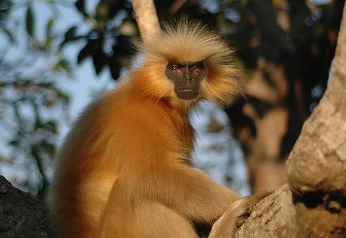 A picture of Golden langur (Trachypithecus geei), of the family Cercopithecidae.