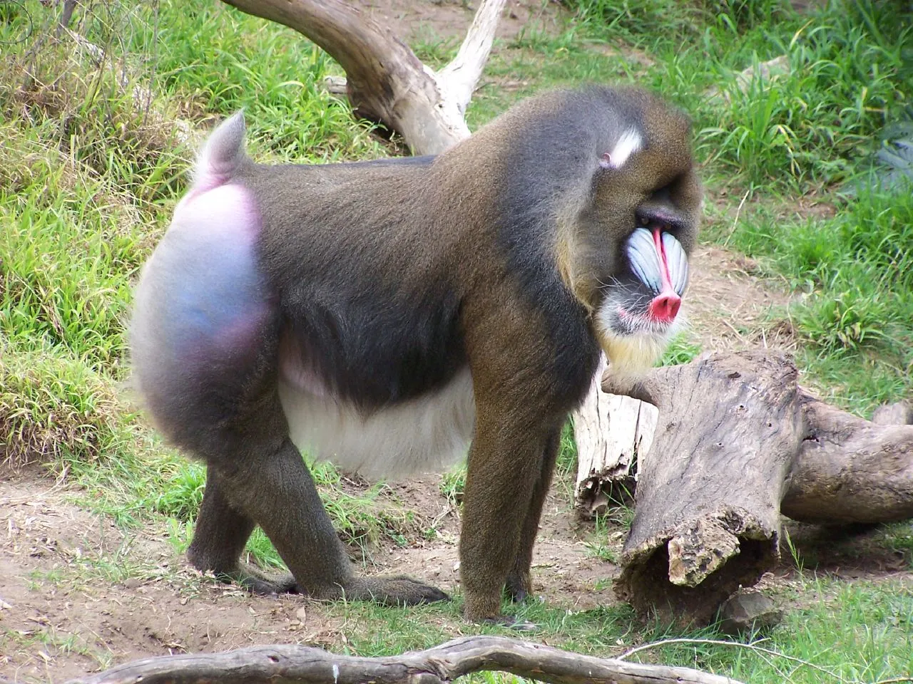 A picture of Mandrill (Mandrillus sphinx), of the family Cercopithecidae.