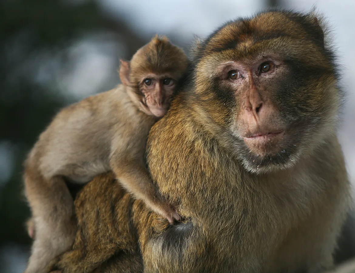 A picture of Barbary macaque (Macaca sylvanus), of the family Cercopithecidae.