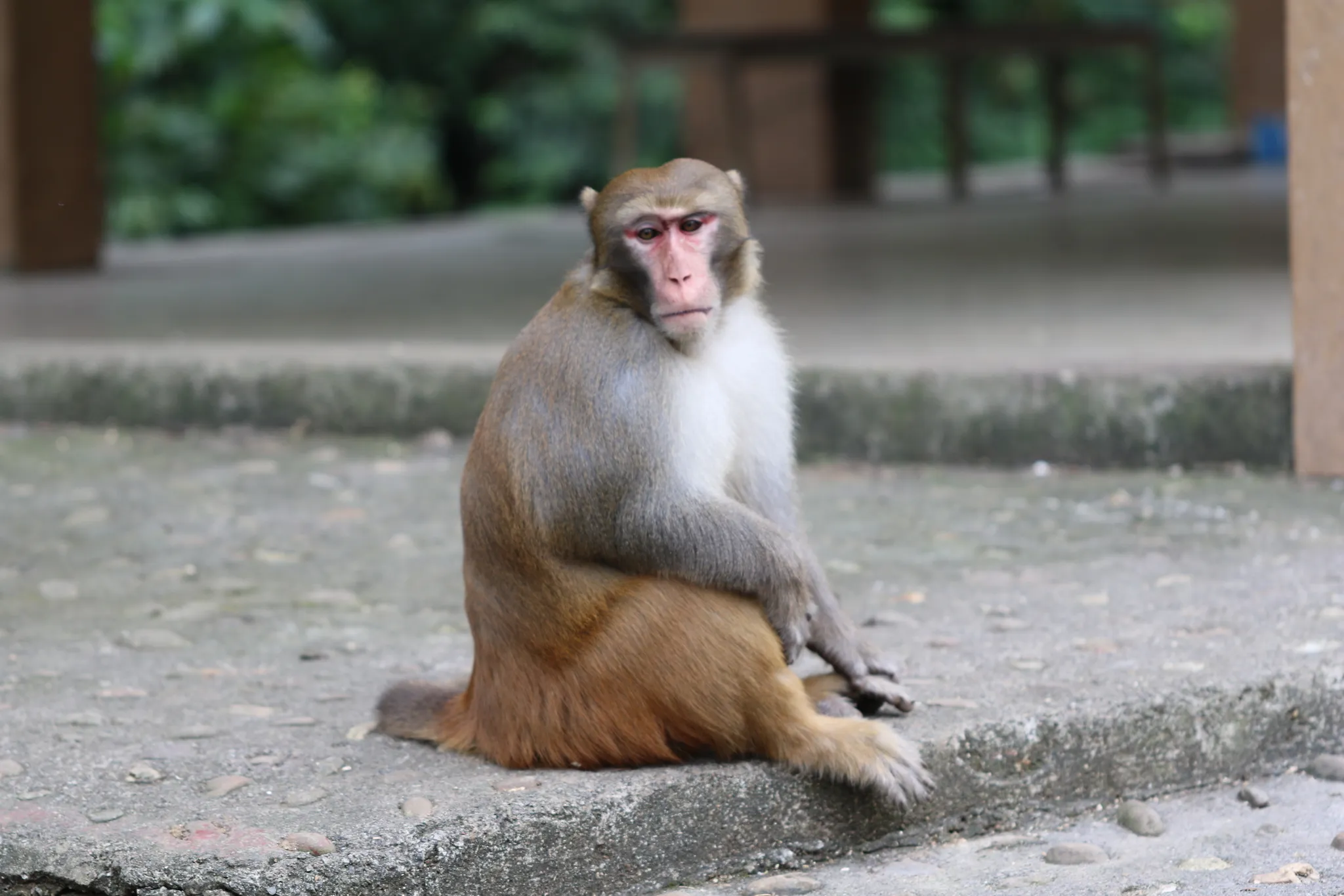 A rhesus macaque (Macaca mulatta) sitting on a stone ledge, showing its pink face and brown coat.