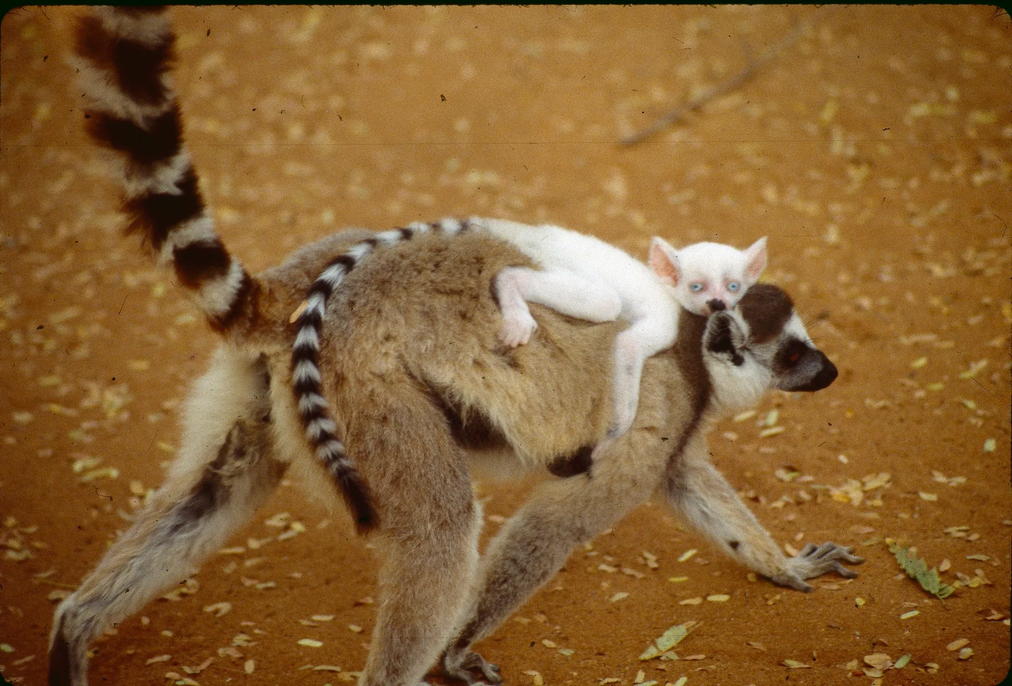 A ring-tailed lemur (Lemur catta) walking with a pale-furred infant riding on its back, its black-and-white ringed tail raised.