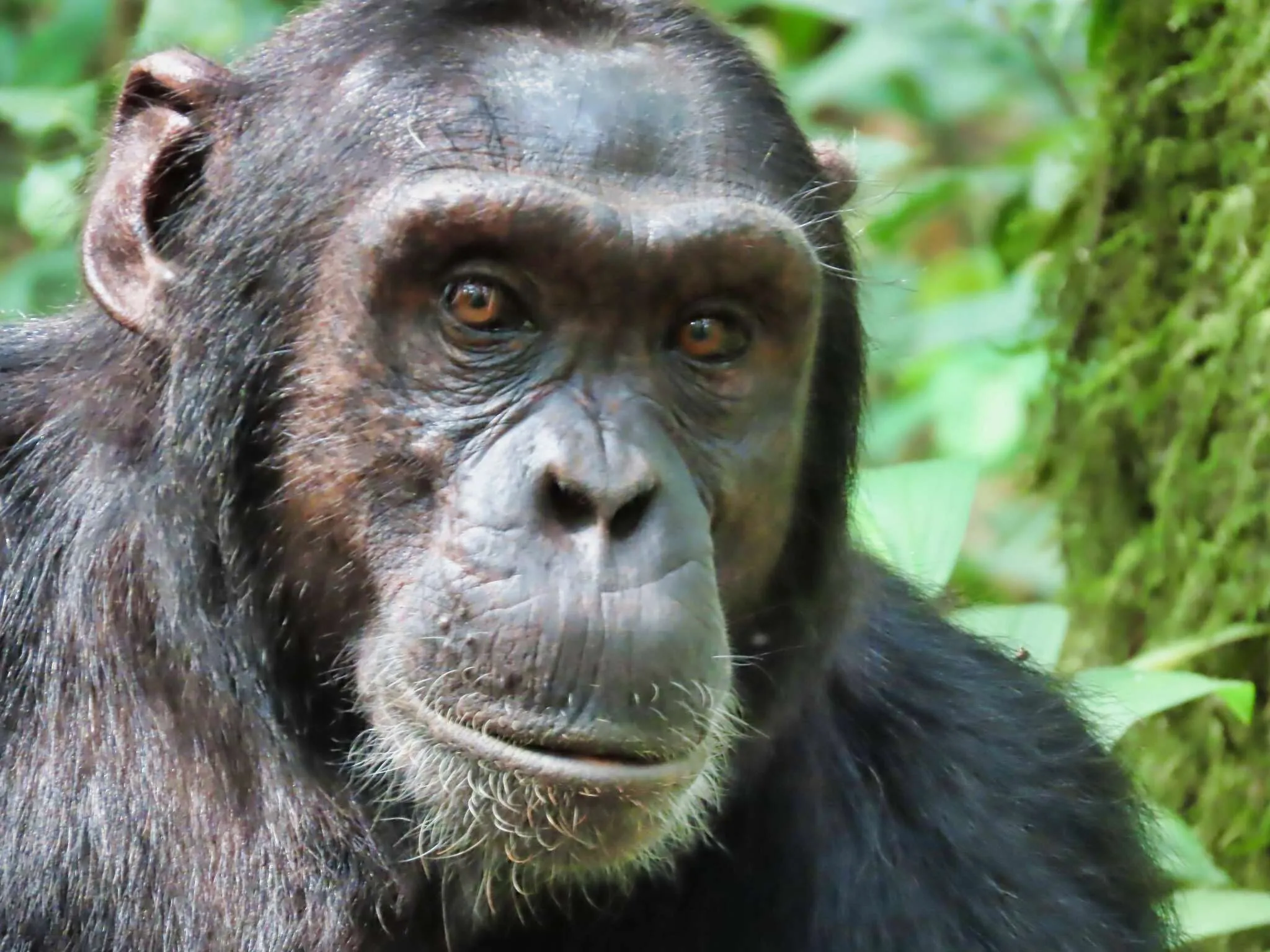 A close-up of an adult chimpanzee's face in a rainforest.