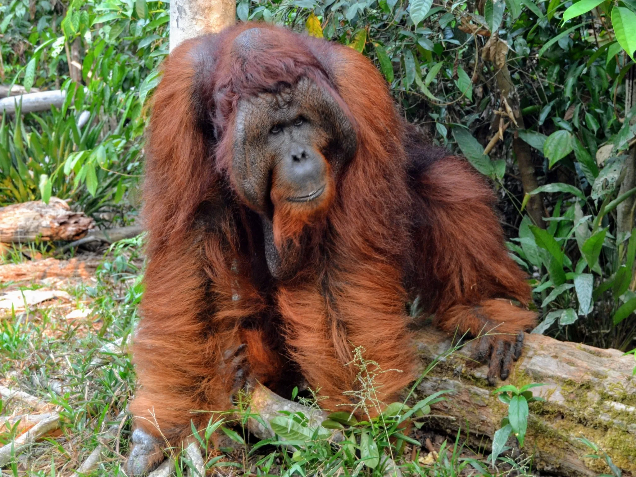 A flanged adult male Bornean orangutan with cheek pads and a shaggy red coat, photographed in Kotawaringin Barat, Indonesian Borneo.